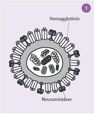Figure 1 - Diagram of the influenza virus, showing surface antigens