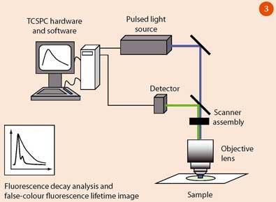 Figure 3 - Schematic of FLIM experimental set-up