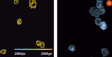 Figure 4 - Fluorescence lifetime images of cells expressing GFP-tagged major histocompatibility complex (MHC) protein in PBS buffer (above left) and in 100 per cent glycerol solution (above right)