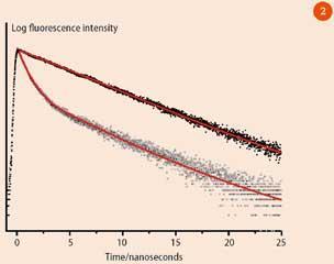 Figure 2 - Examples of single-exponential and double exponential fluorescence decay