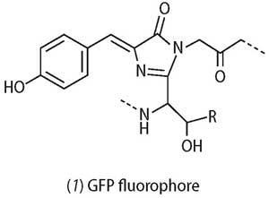 Structure of GFP fluorophore
