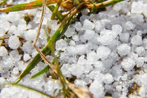Small snow pellets that have fallen on grass