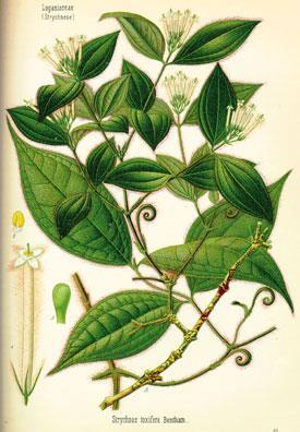 The strychnos toxifera plant, from which curare can be extracted