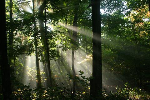 Rays of sunshine from left to right through trees