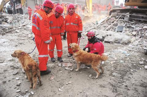 Search and rescue dogs