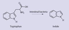 Scheme 1 - Indole formation via putrefaction of dietary tryptophan