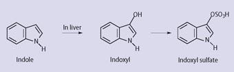 Scheme 2 - Conversion of indole in the liver to the sulfate ester