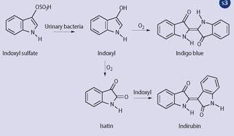 Scheme 3 - Conversion of indoxyl sulfate to indigo, and the blue ring