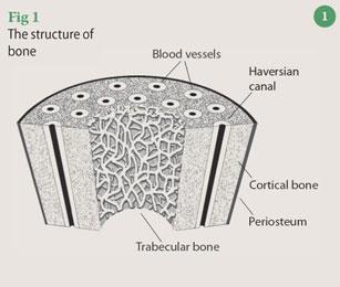 Figure 1 - the structure of bone