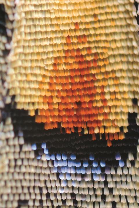 Close up photograph of a butterfly's wings