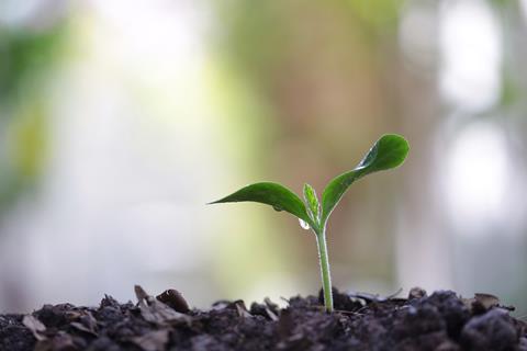 An image showing a growing green sapling tree plant