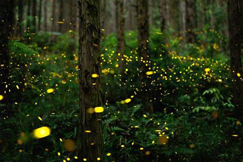 Dusk in a forest with lots of small yellow moving lights from flying fireflies