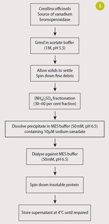 Figure 1 - Preparation of vanadium-haloperoxidase from the seaweed Corallina officinalis