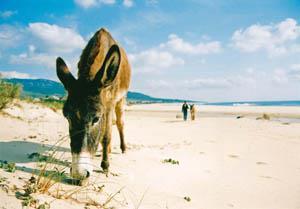 Donkey on the beach