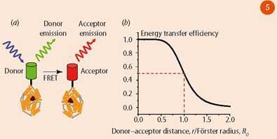 Figure 5 - (a) FRET between molecules labelled with GFP and a red fluorescent protein; (b) FRET efficiency versus separation of donor and acceptor molecules