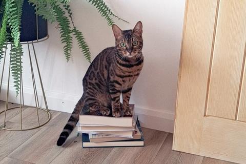 A cat sitting on a pile of books