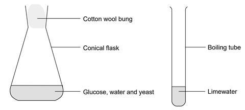 Apparatus set-up for the fermentation of glucose using yeast class practical