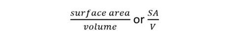 Equation for calculating the surface area to volume ratio