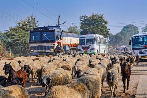 A herd of sheep in a rural road in India with traffic building up behind them