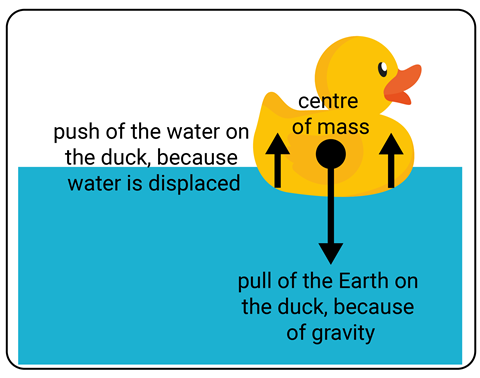 A diagram of a duck floating on water showing that gravity is pulling it downwards while the water is pushing it upwards