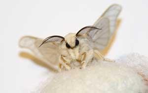 Silk moth, Bombyx mori