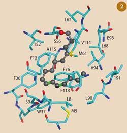 Figure 2 - Binding interactions between pheromone binding protein (PBP and bombykol