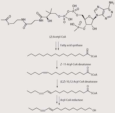 Scheme 2 - Biosynthesis of bombykol