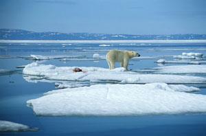 Polar bears on melting ice caps