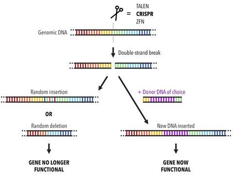 Diagram of the gene editing process