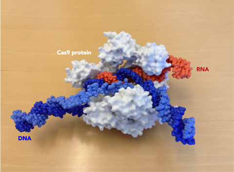 Photograph of a 3D printed model of the Cas9 protein