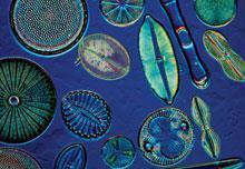 Diatoms