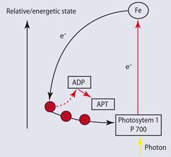 Figure 2 - Schematic of the photosynthetic pathway involving the ferredoxin protein