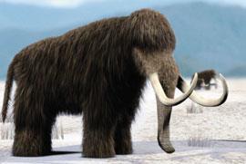 A mammoth