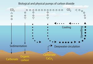 Figure 3 - Marine carbon cycle