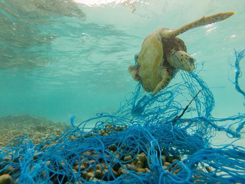A turtle entangled in a discarded fishing net