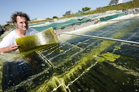 Man holding up a sheet of algae used to feed abalone (sea snails) at an abalone farm