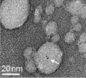 C6NH00087H-More-effective-vaccines-with-gold-nanoclusters-Fig1b300m%5B1%5D