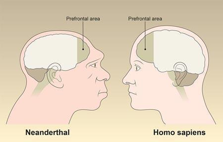 size of prefrontal cortex of Neanderthals and Homo sapiens