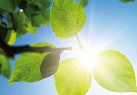 Sunshine through leaves