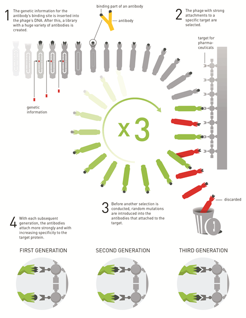 Diagram showing the four stages of directed evolution