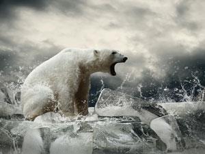 Polar bear and melting ice