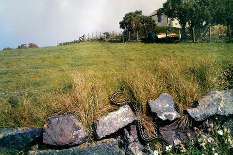 A snake on stone wall by a field near a cottage