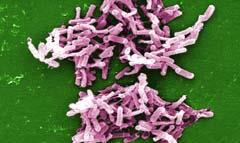 Clostridium difficile