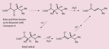 The pathway which coverts hydroxyacid into a ketyle radical