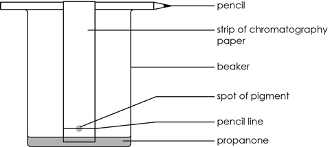 Diagram of a chromatography setup illustrating separation of pigment on chromatography paper