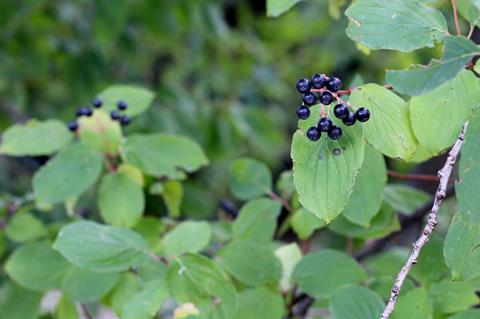 Common buckthorn plant with ripe, black berries