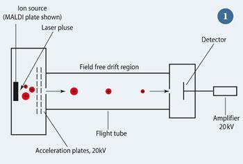 Figure 1 - Schematic of a linear TOF mass analyser with a MALDI source