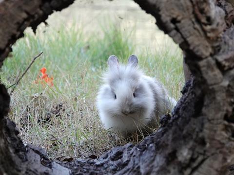 An image showing a rabbit looking at a rabbit hole