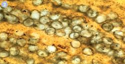 Figure 2 - Fossilised cyanobacteria. These specimens, from the Eocene epoch (55-38 million years ago), were found in Wyoming, US. Magnification x75