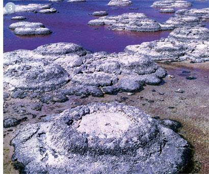 Figure 3 - Modern stromatolites. These cyanobacterial mats, found in Australia, are believed to resemble the earliest oxygen-producers on the planet